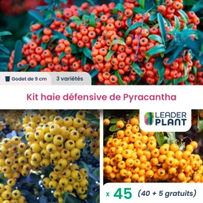 Kit haie défensive - 3 variétés de pyracanthas - lot de 45 godets